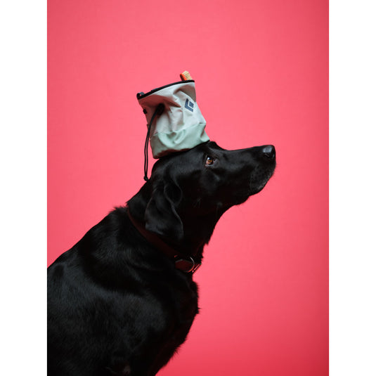 Black Diamond Mojo Zip Chalk Bag Foam Green on dog