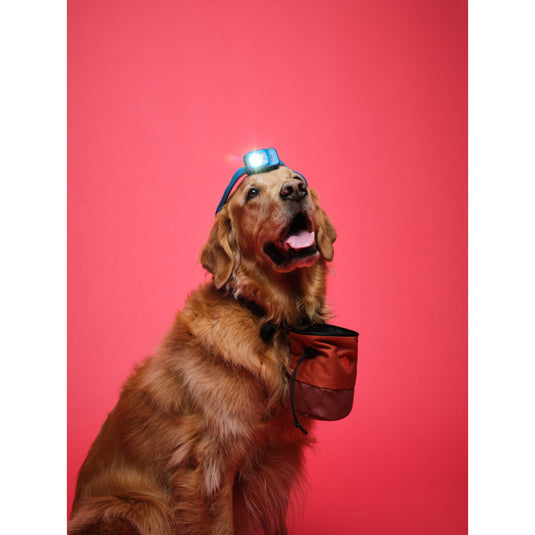 Black Diamond Mojo Zip Chalk Bag Burnt Sienna worn on Dog